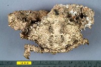 藏品(粗糙蝕菱蟹)的圖片